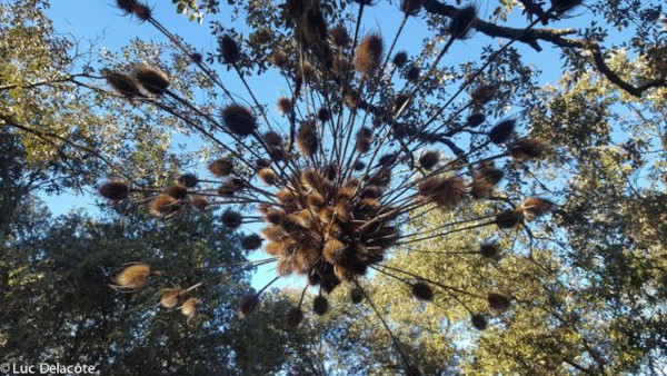 Cardères séchées Land art et nourriture pour les passereaux granivores